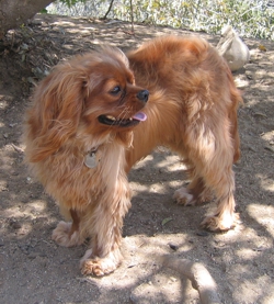 Max